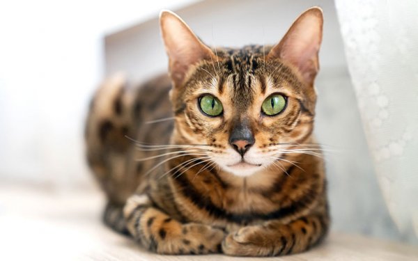  عکس گربه بنگال