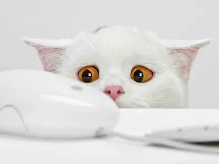  عکس گربه پشمالو سفید