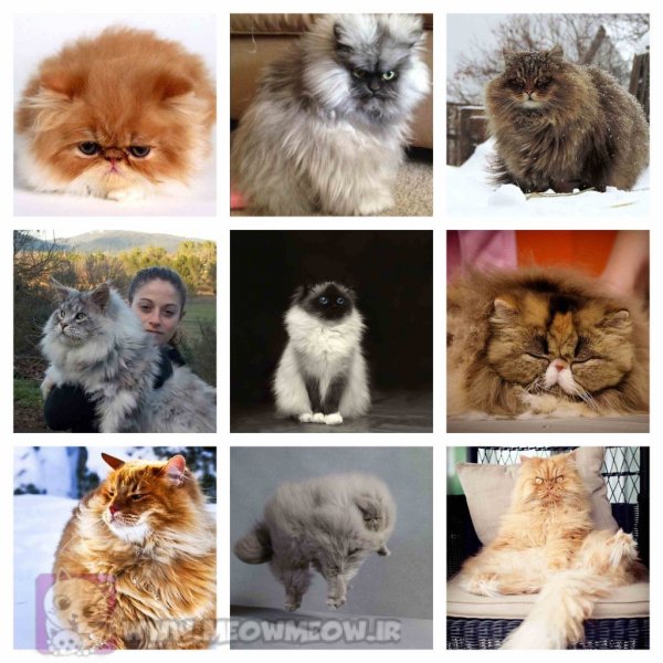  عکس گربه پشمالو سفید