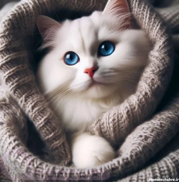 عکس گربه سفید