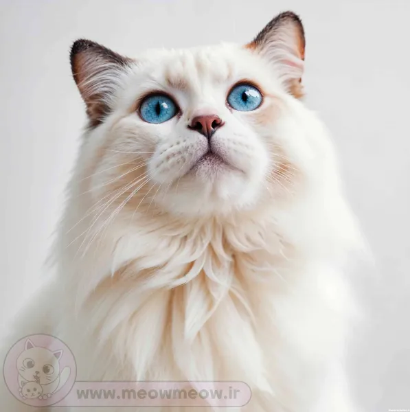  عکس گربه سفید
