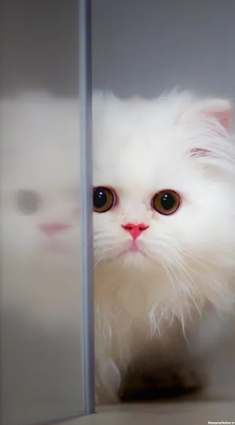  عکس گربه سفید