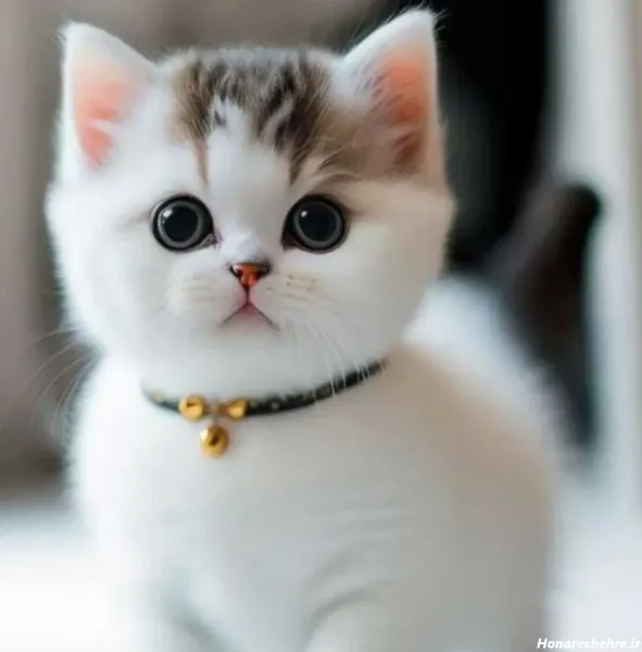  عکس گربه سفید