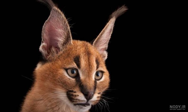  عکس گربه ترسناک