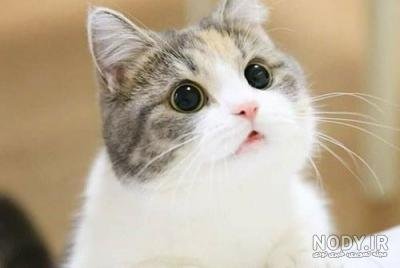  عکس گربه ترسناک