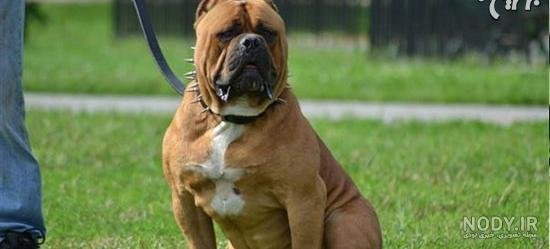  عکس گربه ترسناک