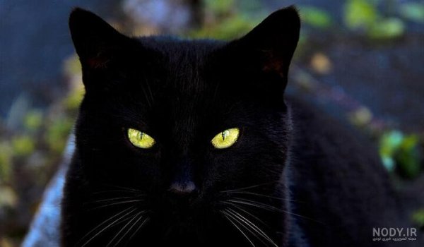  عکس گربه ترسناک