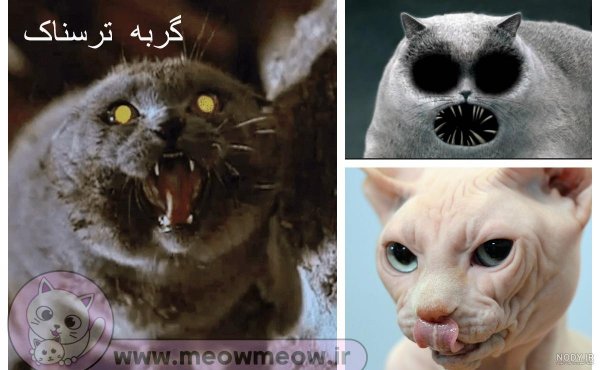  عکس گربه ترسناک