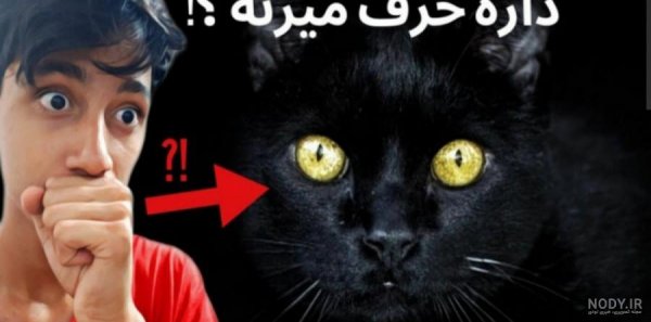  عکس گربه ترسناک