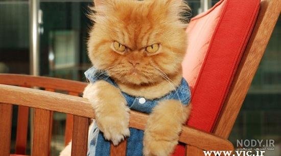  عکس گربه ترسناک