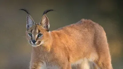  عکس گربه وحشی گوش سیاه