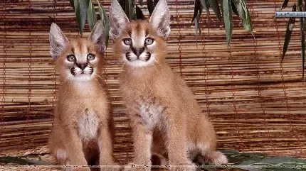  عکس گربه وحشی گوش سیاه