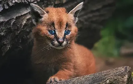  عکس گربه وحشی گوش سیاه