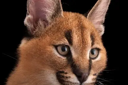  عکس گربه وحشی گوش سیاه