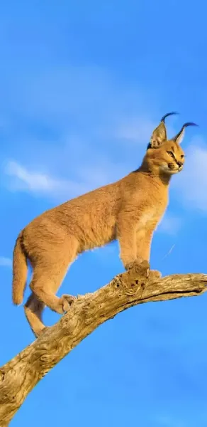  عکس گربه وحشی گوش سیاه