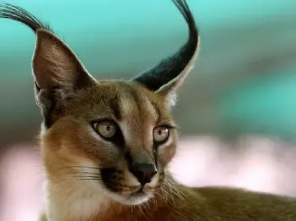  عکس گربه وحشی گوش سیاه