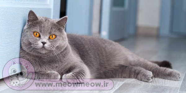 عکس گربه تپل