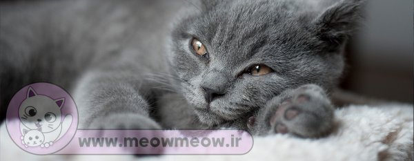 عکس گربه تپل
