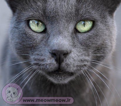  عکس گربه تپل