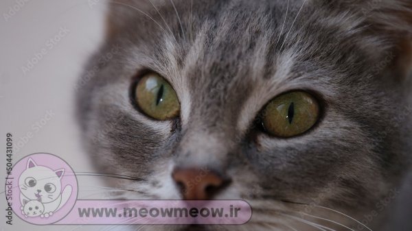 عکس گربه تپل