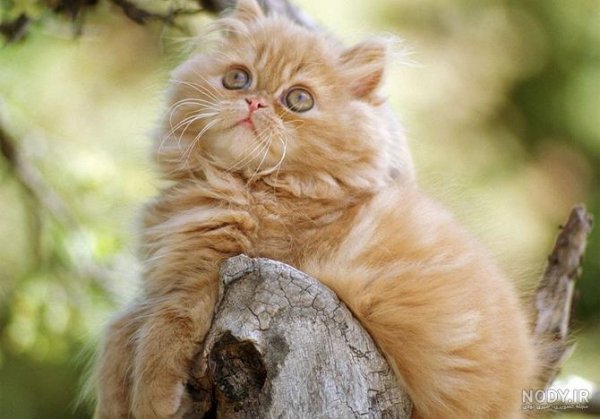 عکس گربه چاقالو پشمالو