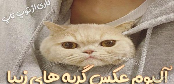  عکس گربه چاقالو پشمالو