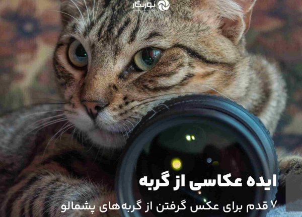  عکس گربه چاقالو پشمالو