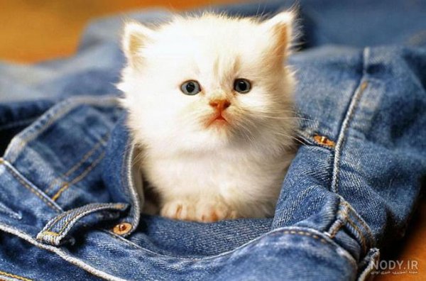  عکس گربه چاقالو پشمالو