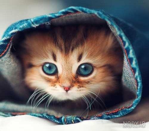  عکس گربه چاقالو پشمالو