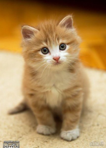 عکس گربه چاقالو پشمالو