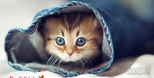  عکس گربه چاقالو پشمالو