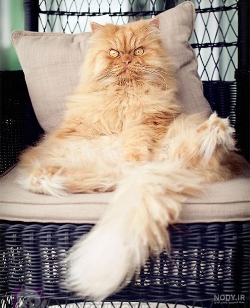  عکس گربه تنها
