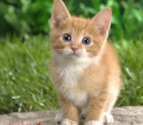  عکس گربه تنها