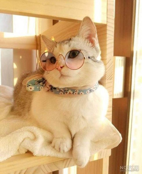  عکس گربه تنها