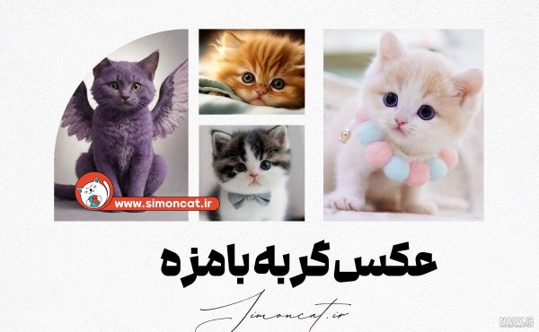  عکس گربه تنها