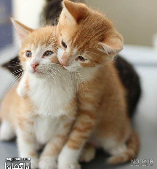  عکس گربه تنها