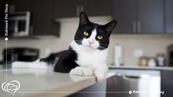 عکس گربه تاکسیدو