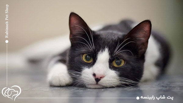  عکس گربه تاکسیدو