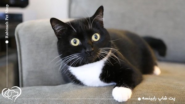  عکس گربه تاکسیدو