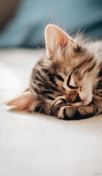  عکس گربه برای تصویر زمینه دخترانه