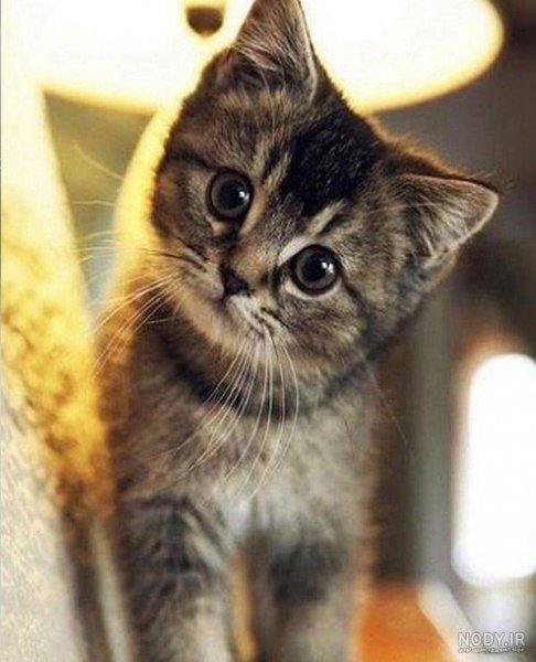  عکس گربه برای تصویر زمینه دخترانه