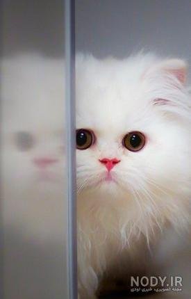  عکس گربه تاو بیو