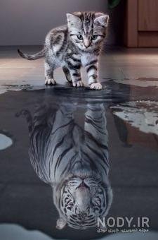  عکس گربه تاو بیو