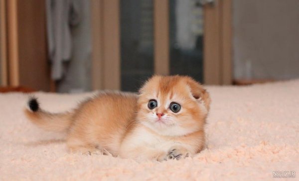  عکس گربه تازه به دنیا آمده