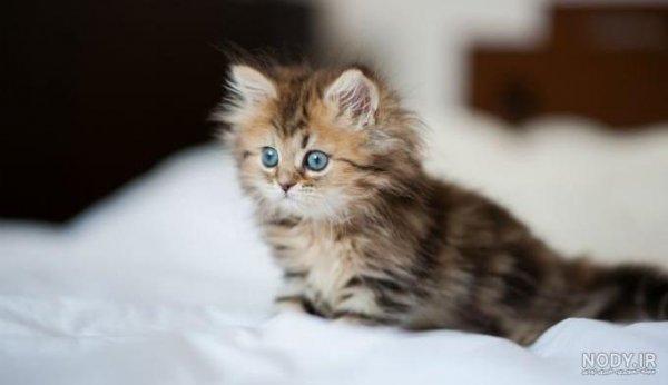  عکس گربه تازه به دنیا آمده