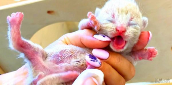  عکس گربه تازه به دنیا آمده