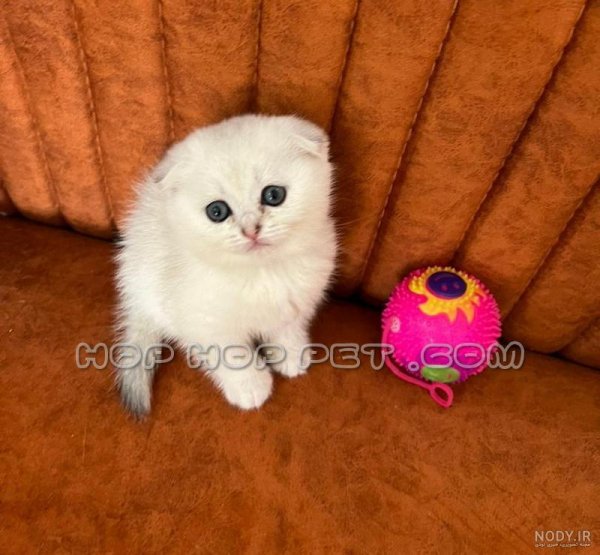  عکس گربه تازه به دنیا آمده