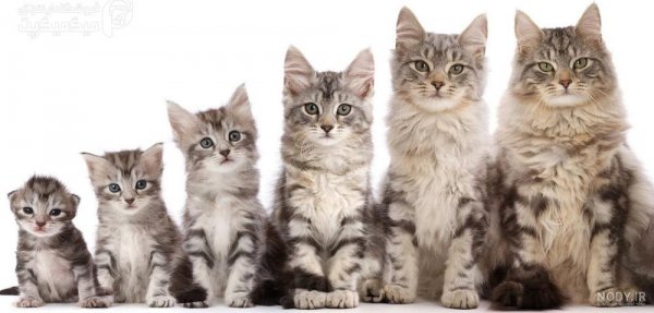  عکس گربه تازه به دنیا آمده