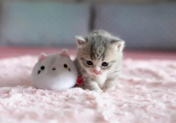  عکس گربه تازه به دنیا آمده