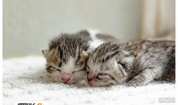  عکس گربه تازه به دنیا آمده